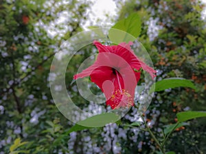 A photograph of beautiful hybiscus flower  in the garden