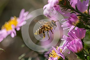 Photograph of a bee in flight. Bee in the movement