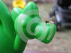 A photograph of a bee sitting on a green canvas in a sandbox