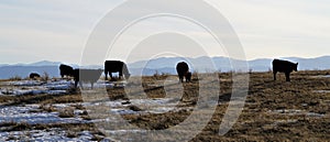 Black Angus cows grazing on a hill in Wyoming.