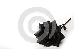 Photograph of a Black Rose on a White Background