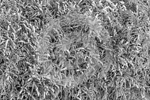 Vegetal texture in black and white photo