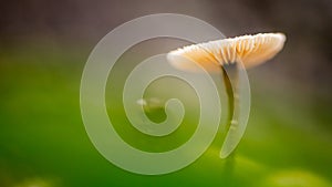 Photograph of blooming mushrooms, with glowing green in the foreground, and brown background, blurred