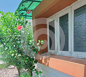 A Cat sleeping in shadow