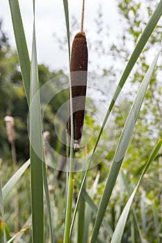 Photograph of Cattails