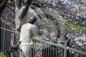 photograph cherry blossom at Gojo river, Nagoya