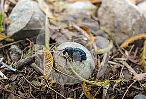 Isolated insect resting on rock Rhyephenes humeralis photo