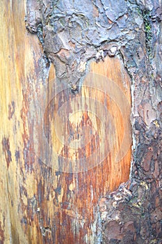 Structure and Layers in Tree Bark - Abstract Natural Texture and Pattern