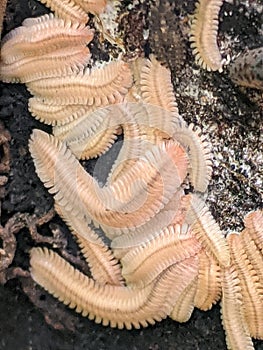 Photograph of a Colony of Feather Millipedes.