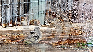 A photograph of a curved bill thrasher bathing in a sprinkler