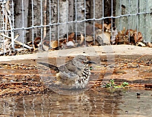 A photograph of a curved bill thrasher bathing in a sprinkler