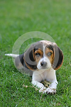 Beagle puppy laying down on a green grass yard