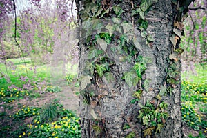 Detail of the bark on tree trunk with ivy vine