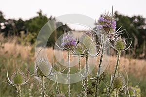 Photograph of a dispacus plant blooming in a field at sunset