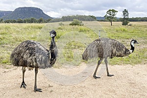Photograph of Emus in the Central Tablelands in New South Wales in Australia