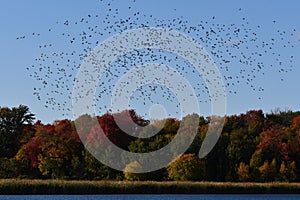 Photograph of fall scene of a large mixed flock of ducks