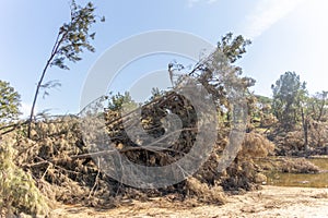 Photograph of fallen trees in Yarramundi Reserve in regional Australia