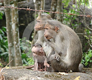 A Bonnet Macaque - Indian Monkey - Family with Mother, Father and Active Young Kid