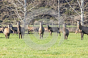 Photograph of farmed Deer grazing in a green field in New Zealand