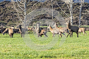 Photograph of farmed Deer grazing in a green field in New Zealand