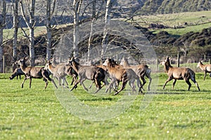 Photograph of farmed Deer grazing in a green field in New Zealand