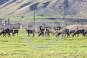 Photograph of farmed Deer grazing in a green field in New Zealand