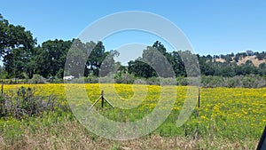 Photograph of Field of yellow Wild Flowers and Oak Trees