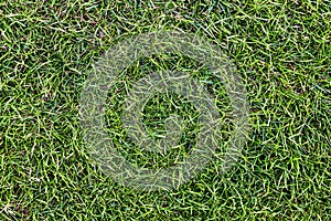 Green grass background pattern top view with visible texture