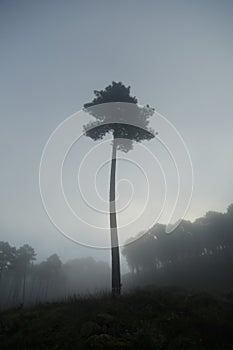 Photograph of the forest with a lonely tree in the fog. Vertical image with copy space