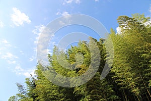 Photograph of green bamboo forest and blue sky
