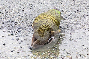 Photograph of a green KEA Parrot standing on the ground in Fiordland on the South Island of New Zealand