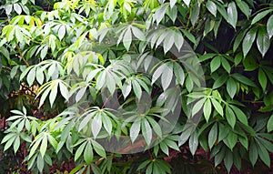 Green Leaves of Cassava Plants - Manihot Esculenta - Tapioca Plantation in Kerala, India photo