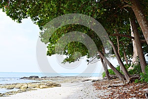 Under Shade of Green Trees on Sea Shore - Radhanagar Beach, Havelock Island, Andaman & Nicobar, India