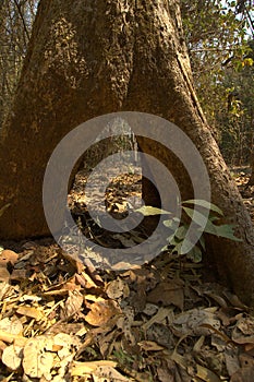 A photograph of a huge see-through tree trunk.