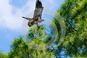 Immature Bald Eagle Landing in Tree