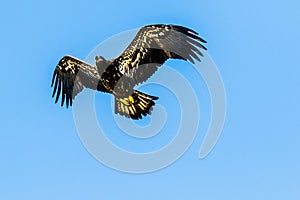 Immature Bald Eagle In Flight