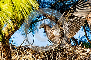 Immature Bald Eagle In Nest photo