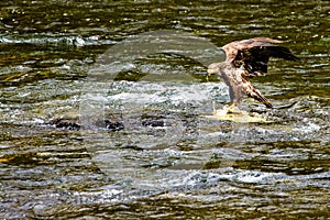 Immature Bald Eagle in Lamar River photo