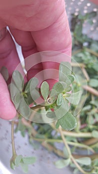 Photograph of Large Common  Purslane Plants Wild Edible