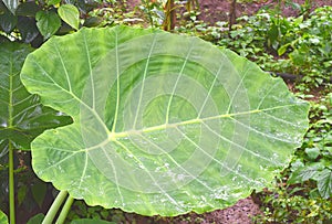 Large Green Leaf of Colocasia Esculenta - Taro, Elephant Ear or Eddoe Plant