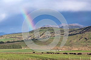 Photograph of a large rainbow over an agricultural field with cows grazing in New Zealand
