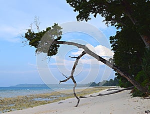 Leaning Attractive Tree at Scenic Sandy Sea Shore - Laxmanpur, Neil Island, Andaman Nicobar, India