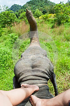 Photograph of the legs of an elephant driver. Indian elephant, top view