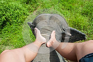 Photograph of the legs of an elephant driver. Indian elephant, top view