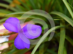 Flower with Three Lilac Lavender Petals with Green Grass Leaves Nature Floral Background