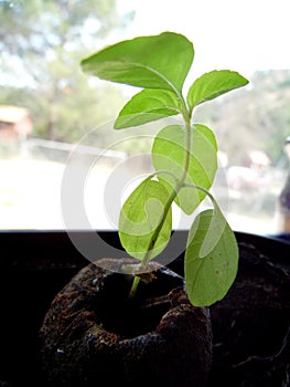 Photograph of Lime Basil Plants Growing in Windowsill