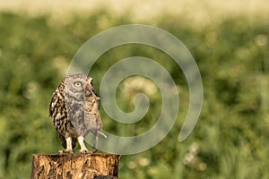 Little owl with a little mouse