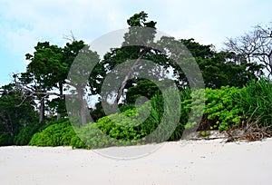 Littoral Forest, Tall Sea Mohua Trees and Coastal Plantation on White Sandy Beach - Laxmanpur, Neil Island, Andaman, India photo