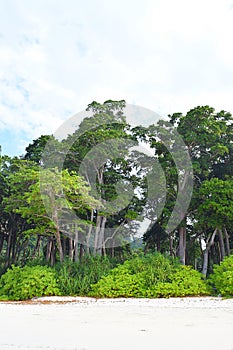 Littoral Forest with Sea Mahua Trees and Lush Green Coastal Plants at Beach, Andaman Islands, India photo