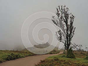 View of Lomas de Lachay, Peru photo